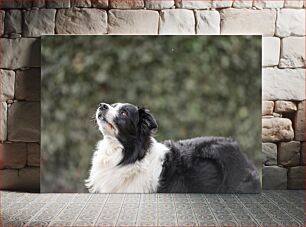 Πίνακας, Border Collie Looking Up Border Collie Looking Up