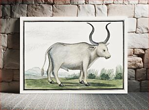 Πίνακας, Bos taurus: cape ox (1778) by Robert Jacob Gordon