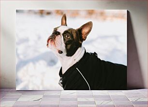 Πίνακας, Boston Terrier in the Snow Boston Terrier στο χιόνι