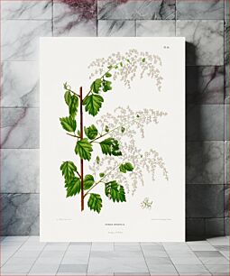 Πίνακας, Broadleaf meadowsweet (Spiiraea Ariaefolia) chromolithograph plates by Abraham Jacobus Wendel