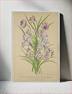 Πίνακας, Brodiaea Congesta, brodiaea Grandiflora, Milla Laxa (Friteleia laxa-Seubertia Laxa), Plate 112 from A. C. Van Eeden's "Flora of Haarlem"