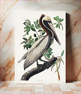 Πίνακας, Brown Pelican from Birds of America (1827) by John James Audubon, etched by William Home Lizars