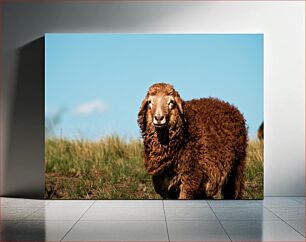 Πίνακας, Brown Sheep in Field Καστανά πρόβατα στο χωράφι