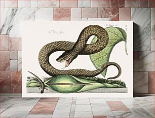 Πίνακας, Brown Viper (Vipera Fusca) from The natural history of Carolina, Florida, and the Bahama Islands (1754) by Mark Catesby (1683-1749)