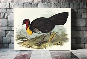 Πίνακας, Brush turkey (Talegalla Lathamii) illustrated by Elizabeth Gould (1804–1841) for John Gould’s (1804-1881) Birds o