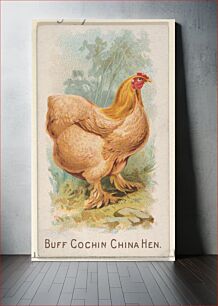 Πίνακας, Buff Cochin China Hen, from the Prize and Game Chickens series (N20) for Allen & Ginter Cigarettes