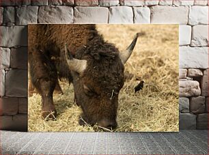 Πίνακας, Buffalo Grazing Βόσκηση Βούβαλων