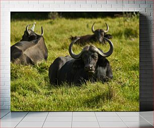 Πίνακας, Buffalo Resting in the Grass Buffalo που ξεκουράζεται στο γρασίδι