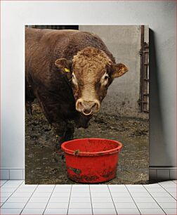 Πίνακας, Bull Eating from a Red Bucket Ταύρος που τρώει από έναν κόκκινο κουβά