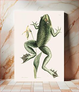 Πίνακας, Bull Frog (Rana maxima) from The natural history of Carolina, Florida, and the Bahama Islands (1754) by Mark Catesby (1683-1749)