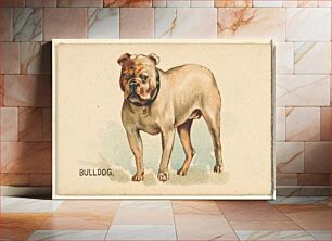 Πίνακας, Bulldog, from the Dogs of the World series for Old Judge Cigarettes