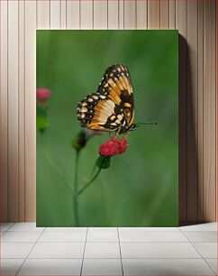 Πίνακας, Butterfly on a Flower Πεταλούδα σε ένα λουλούδι