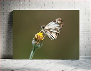 Πίνακας, Butterfly on a Flower Πεταλούδα σε ένα λουλούδι