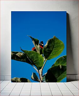 Πίνακας, Butterfly on a Leaf Πεταλούδα σε ένα φύλλο