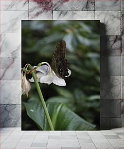Πίνακας, Butterfly on a White Flower Πεταλούδα σε λευκό λουλούδι