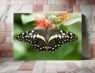 Πίνακας, Butterfly on Flower Πεταλούδα στο λουλούδι