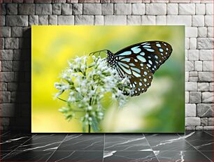 Πίνακας, Butterfly on Flower Πεταλούδα στο λουλούδι