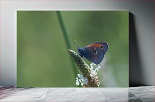 Πίνακας, Butterfly on Flower Πεταλούδα στο λουλούδι