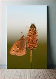 Πίνακας, Butterfly on Flower Πεταλούδα στο λουλούδι