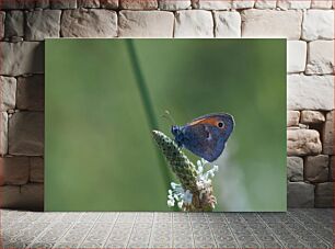 Πίνακας, Butterfly on Flower Πεταλούδα στο λουλούδι