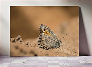 Πίνακας, Butterfly on Ground Πεταλούδα στο έδαφος