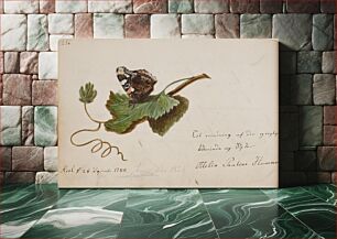 Πίνακας, Butterfly on leaf by Ottilie Pauline Horneman