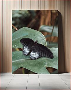 Πίνακας, Butterfly on Leaf Πεταλούδα σε φύλλο