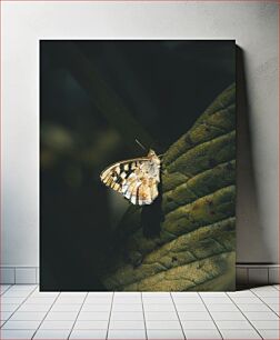 Πίνακας, Butterfly on Leaf Πεταλούδα στο φύλλο