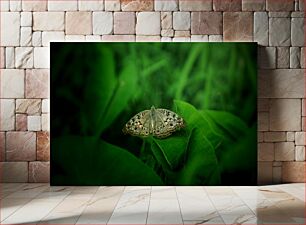 Πίνακας, Butterfly on Leaf Πεταλούδα σε φύλλο