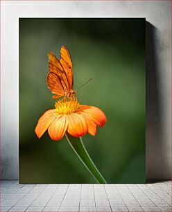 Πίνακας, Butterfly on Orange Flower Πεταλούδα σε πορτοκαλί λουλούδι