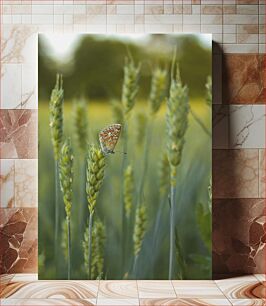 Πίνακας, Butterfly on Wheat Πεταλούδα στο σιτάρι