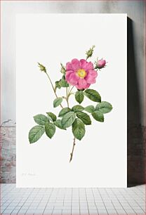 Πίνακας, Cabbage Rose (Rosa Centifolia Simplex) (1817–1824) by Pierre-Joseph Redouté and Henry Joseph Redouté