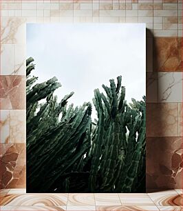 Πίνακας, Cacti Against Sky Κάκτοι ενάντια στον ουρανό