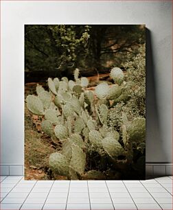 Πίνακας, Cacti in Natural Habitat Κάκτοι σε φυσικό βιότοπο