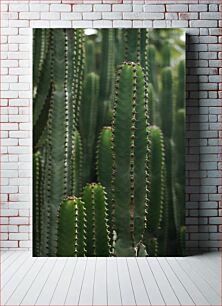 Πίνακας, Cactus Garden Κήπος Κάκτων