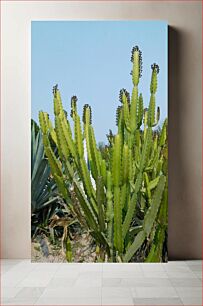 Πίνακας, Cactus in Bloom Κάκτος σε άνθιση