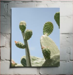 Πίνακας, Cactus in the Sun Κάκτος στον Ήλιο