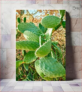 Πίνακας, Cactus Plant in Sunlight Φυτό κάκτου στο φως του ήλιου