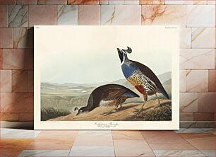 Πίνακας, California Partridge from Birds of America (1827) by John James Audubon (1785 - 1851), etched by Robert Havell (1793 - 1878)