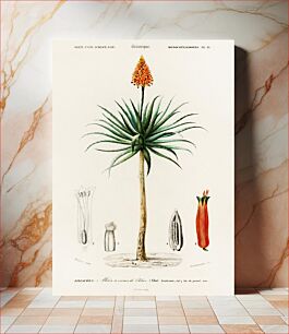 Πίνακας, Candelabra aloe (aloe fruticosa) illustrated by Charles Dessalines D' Orbigny (1806-1876)