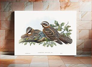 Πίνακας, Caprimulgus Ruficollis (1804–1902) by John Gould and Henry Constantine Richter