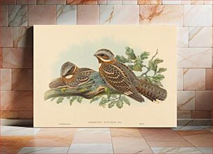 Πίνακας, Caprimulgus Ruficollis, by John Gould (1804–1881) and Henry Constantine Richter (1821-1902)