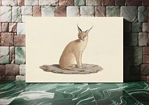 Πίνακας, Caracal caracal (desert lynx) by Luigi Balugani