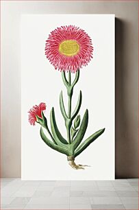 Πίνακας, Carpobrotus quadrifidus L. Bolus (1777–1786) by Robert Jacob Gordon