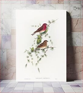 Πίνακας, Carpodacus erythrinus; Common Rose Finch (1804–1902) by John Gould and Henry Constantine Richter