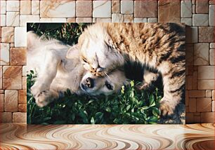 Πίνακας, Cat and Dog Relaxing Together Γάτα και σκύλος χαλαρώνουν μαζί