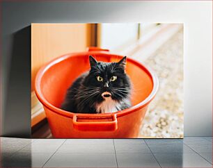 Πίνακας, Cat in a Bucket Γάτα σε κουβά