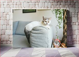 Πίνακας, Cat Relaxing on Couch Γάτα που χαλαρώνει στον καναπέ