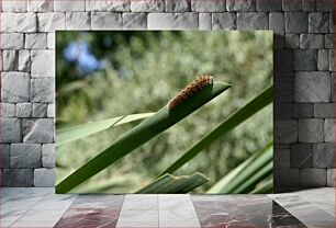 Πίνακας, Caterpillar on a Leaf Κάμπια σε ένα φύλλο