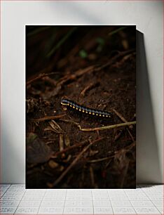 Πίνακας, Caterpillar on Forest Floor Caterpillar on Forest Floor